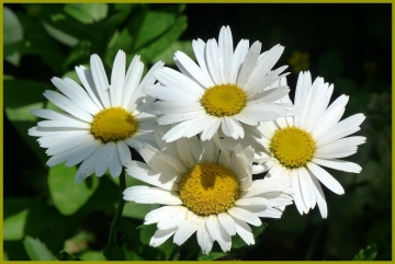 foto news