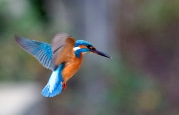 foto news