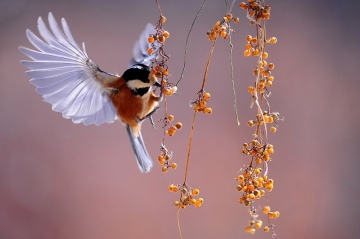 foto news