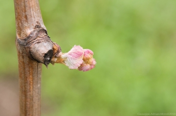 foto news