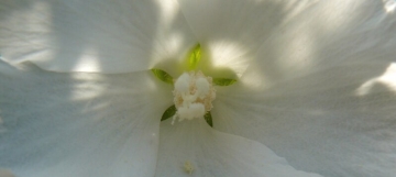 foto news