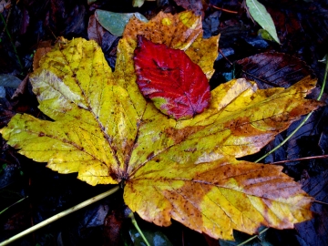 foto news