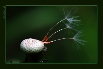 foto news